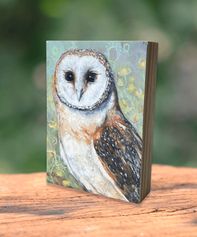 Barn Owl