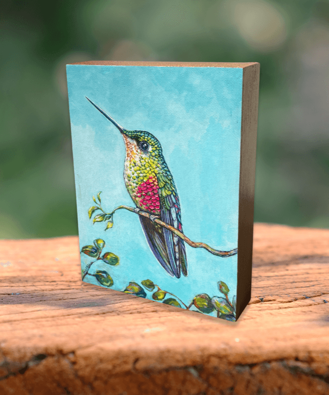 Blue-throated Starfrontlet (Female)