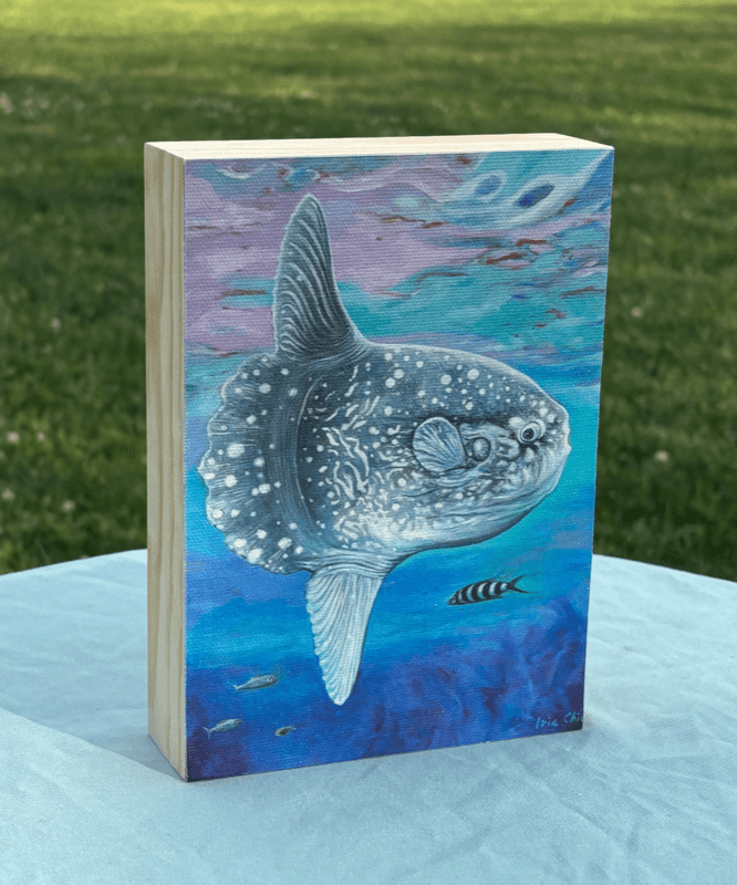 Sun Fish (Mola Mola)