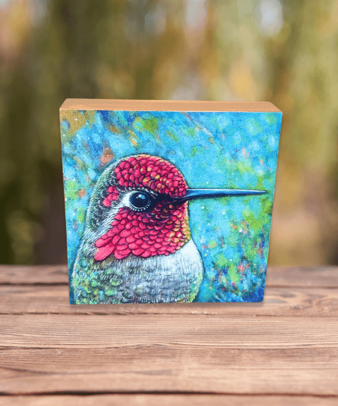 Anna's Hummingbird