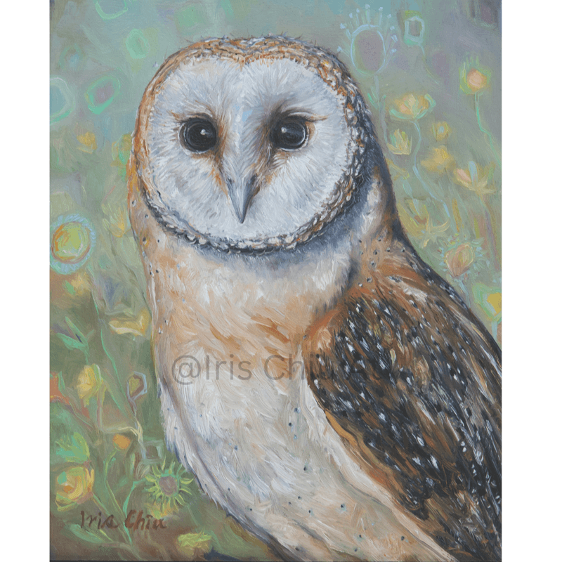 Barn Owl
