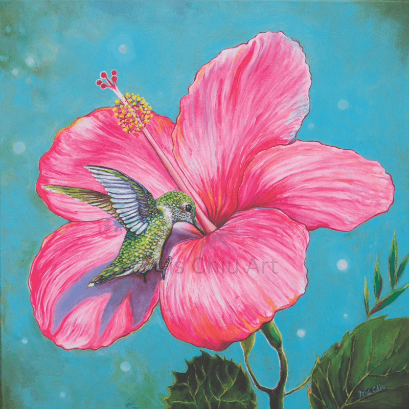 Hummingbird on Pink Hibiscus