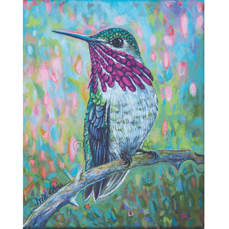Male Calliope Hummingbird