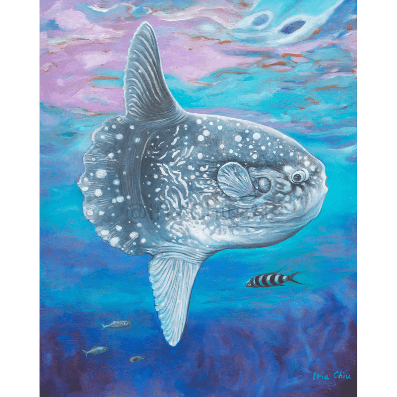Ocean Sun Fish (Mola Mola)