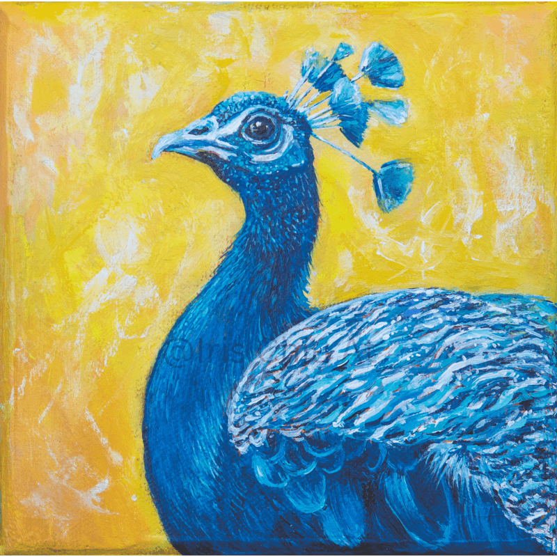 Peacock