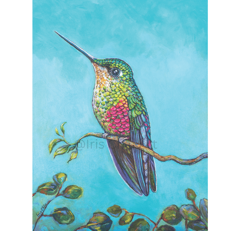 Blue-throated Starfrontlet