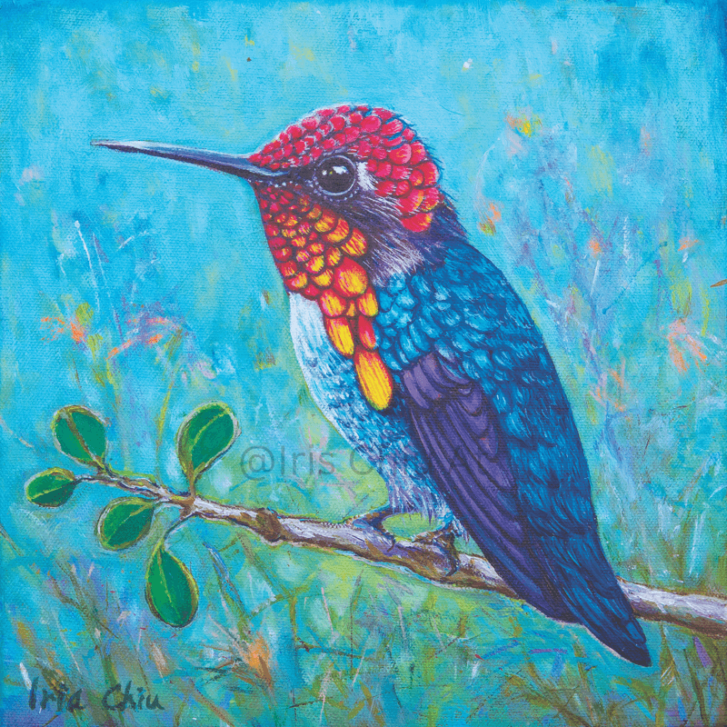 The Bee Hummingbird
